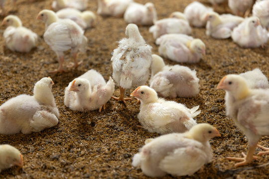 Chickens Are Resting After Feed In Close Farm, Temperature And Light Control.