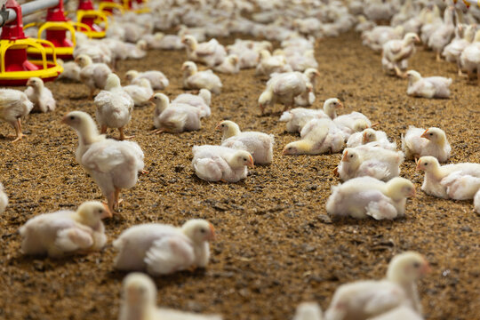 Chickens Are Resting After Feed In Close Farm, Temperature And Light Control.