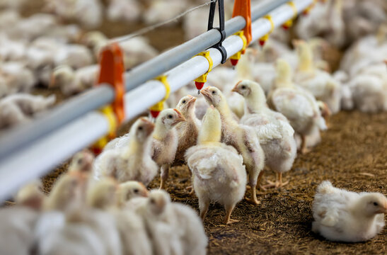 Chickens Are Drinking Water In Close Farm, Temperature And Light Control.