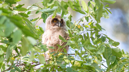 Fototapeta premium great horned owl
