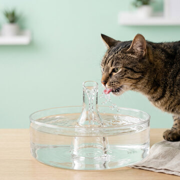 Tabby cat drinks from a clear pet water fountain with pink tongue visible.