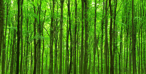 Naklejka premium green forest background in sunny day