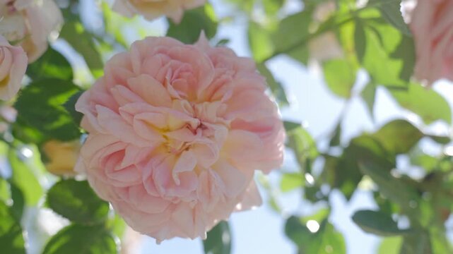 Pale pink rose flower and leaves move outdoors with sky background