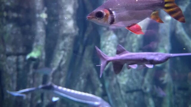 tinfoil barb fish with bright red fins opens its mouth while swimming near paddlefish and sturgeon inside a freshwater aquarium tank.