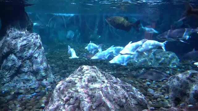 school of albino or white fish swims together near the rocky bottom of a large public aquarium tank, alongside freshwater sharks and rays.