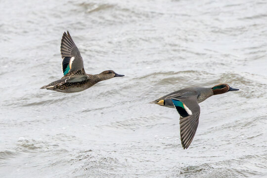 Pair of Teal in Flight