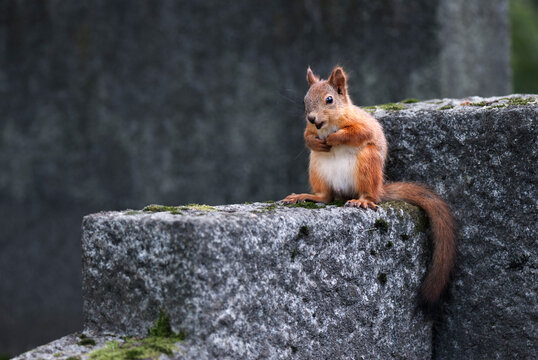 A cute Eurasian red squirrel perched on an old grey stone structure covered with green moss, looking curious against a soft dark out of focus background.