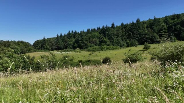 Prato selvatico con erba alta e fiori spontanei, colline verdi e una foresta sullo sfondo sotto un cielo limpido