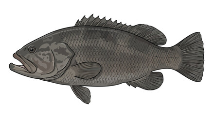 Detailed illustration of a freshwater bass fish on white background © colorshapppy