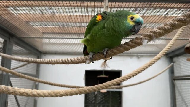Green Amazon Patriot  in a bird aviary closup 4K