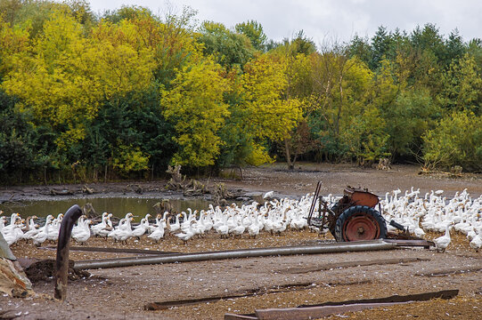 White Geese Flock By Vintage Farm Machinery