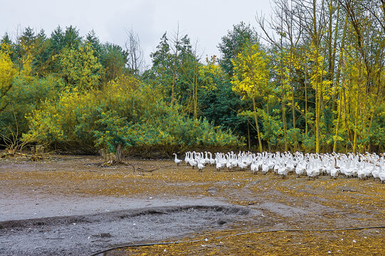 Flock Of White Geese Flapping Wings On Farm