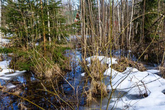 grove flooded with water from melting snow