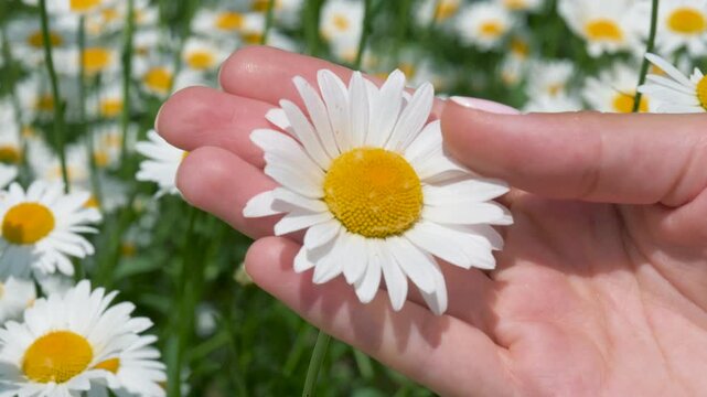 Woman hand gently caressing delicate white daisy in sunlit field. Deep connection with nature, purity and the simple joys of a summer day. Close up of girl fingers stroking petals of a blooming flower