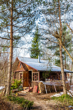 wooden log cabin in pine grove in forest in spring