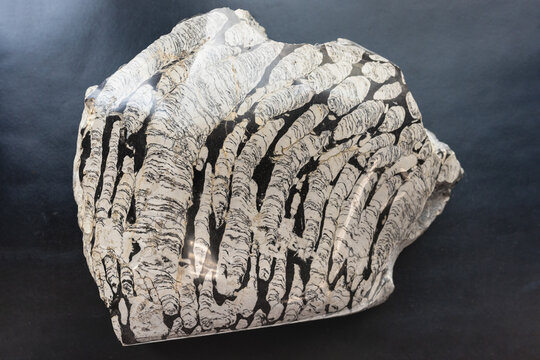 olished stromatolite fossil rock close-up on black