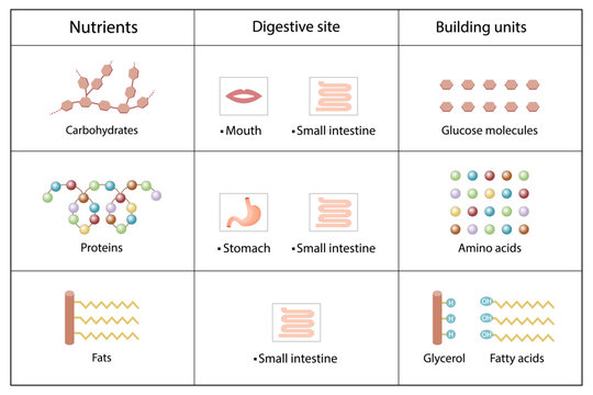 Nutrients, carbohydrates, lipids and proteins. Digestive and absorption sites. Building units,  Glucose, Amino acids, Glycerol and Fatty acids molecules. Scientific vector illustration.