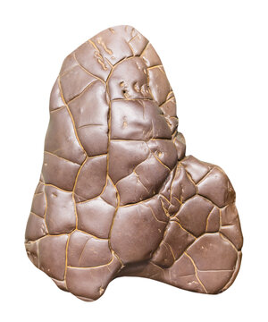 specimen of mineral from geological collection - cimmerian siderite clay carbonate concretion rock isolated on white background from Crimea