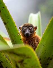 Fototapeta premium A Curious Red-Bellied Lemur Peeking Through Bromeliads