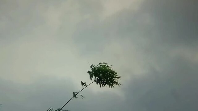 Stormy sky with tree blowing in gale force winds in cinematic low angle for weather reporting