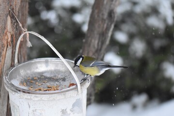 Great tit on a feeder in winter season in the park © Stan