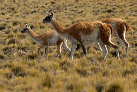guanaco family