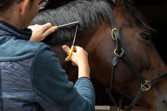 Trimming a horses mane with scissors and comb. Tidying a horses mane up. Horse grooming. Equestrian. 