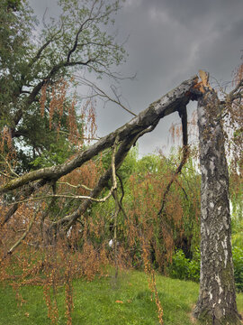 Broken Tree After a Storm with Thunder and a Tornado &ndash; Extreme Weather Concept Vertikal