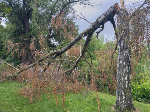Broken Tree After a Storm with Thunder and a Tornado &ndash; Extreme Weather Concept