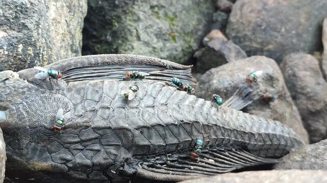 Hypostomus plecostomus resting near a riverbank, highlighting the natural habitat of this armored freshwater catfish.