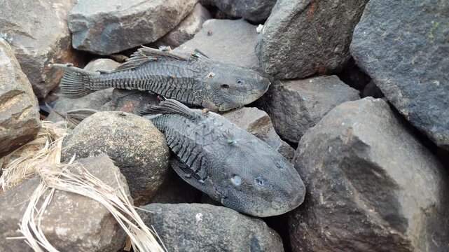 Hypostomus plecostomus resting near a riverbank, highlighting the natural habitat of this armored freshwater catfish.