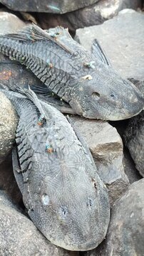 Hypostomus plecostomus resting near a riverbank, highlighting the natural habitat of this armored freshwater catfish.