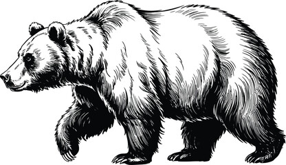 Vintage grizzly bear illustration, hand drawn black and white grizzly bear vector, wild brown bear walking in woodcut engraving style