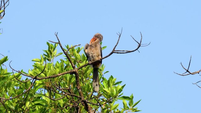 Malabar grey hornbill in Tilari forest