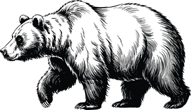 Vintage grizzly bear illustration, hand drawn black and white grizzly bear vector, wild brown bear walking in woodcut engraving style