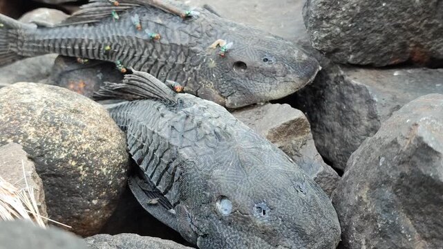 Hypostomus plecostomus resting near a riverbank, highlighting the natural habitat of this armored freshwater catfish.