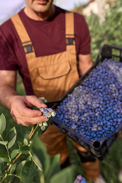 Farmer picking fresh blueberries on a farm.
