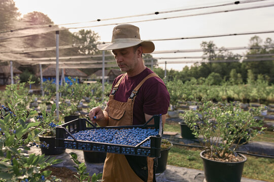 Farmer picking fresh blueberries on a farm.