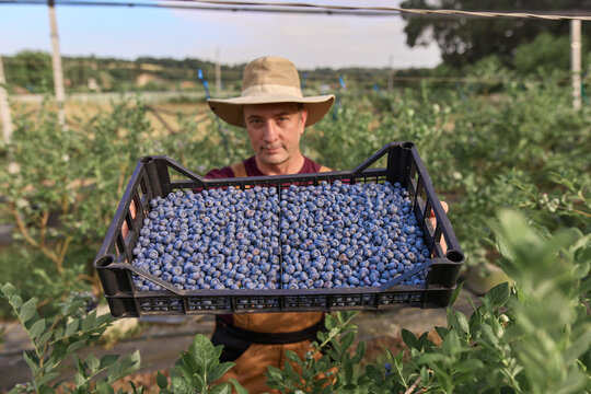 Farmer picking fresh blueberries on a farm.