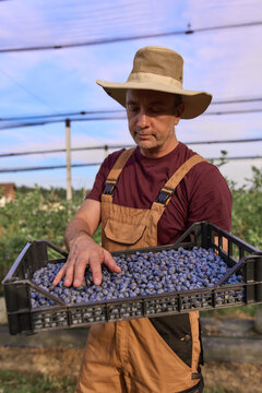 Farmer picking fresh blueberries on a farm.