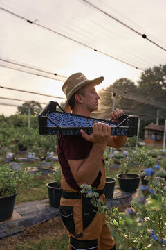Farmer picking fresh blueberries on a farm.