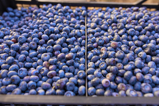 Freshly picked organic blueberries in fruit crates prepared for selling on a market.
