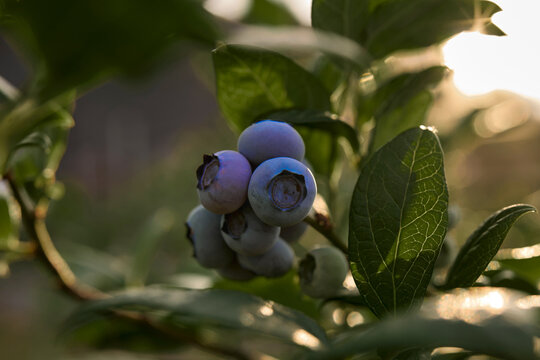 Fresh blueberries ready for seasonal picking on a farm.