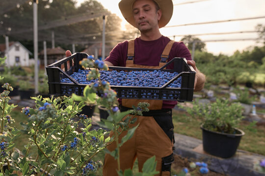 Farmer picking fresh blueberries on a farm.