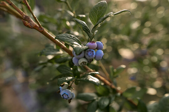 Fresh blueberries ready for seasonal picking on a farm.