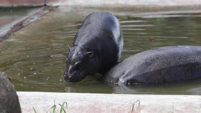 Pygmy hippopotamus calf wiggling ears while standing in shallow water beside mother pygmy hippopotamus