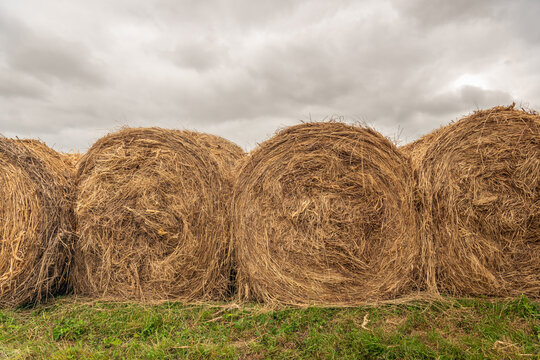 Rolls of harvested and compressed hay on the verge of a road. The photo was taken in the Dutch province of South Holland on a cloudy day during the summer season.