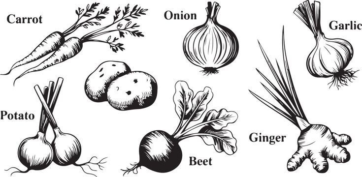 Fresh vegetable collection set featuring detailed pencil sketches of organic farm products for cooking and healthy living concepts.