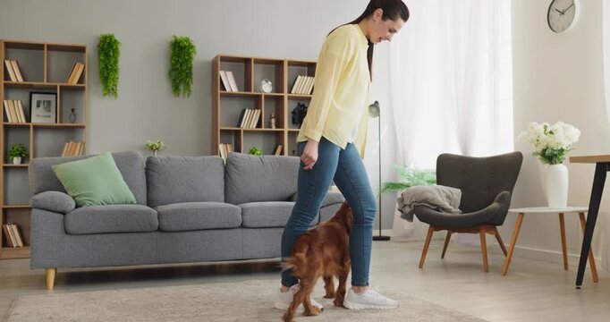 Woman dog training obedience owner indoor home reward. She guides a spaniel to heel in a cozy living room, using play and treats to reward calm focus. Clear concept of positive pet obedience.