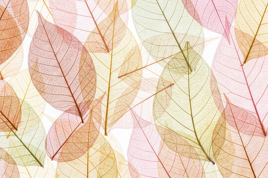 Overlapping translucent skeleton leaves